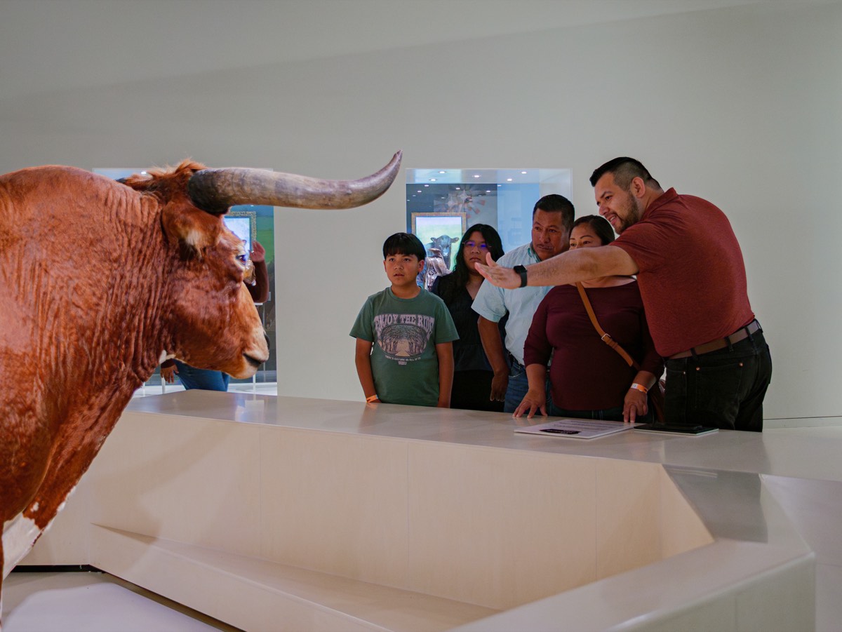 Una familia frente a un longhorn en un museo, un adulto señalando y explicando.